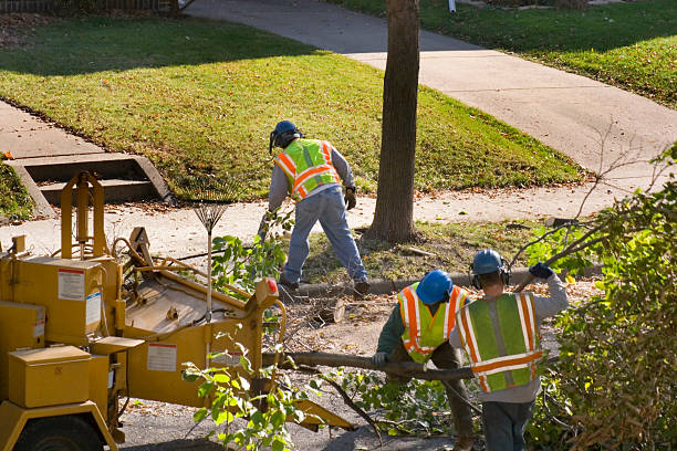 Best Stump Grinding and Removal  in Thorntown, IN